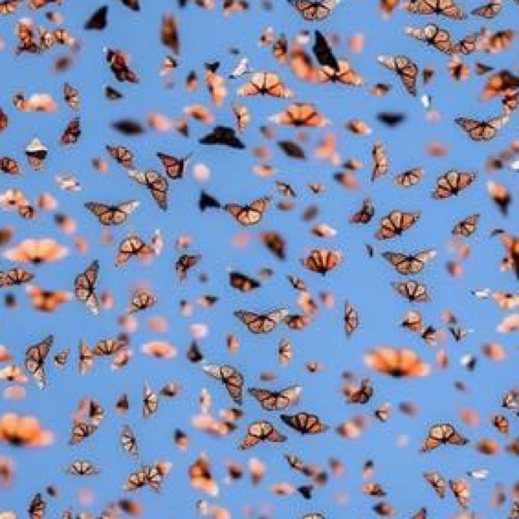 Meet your Posher, Lucy - Picture 1 of 1